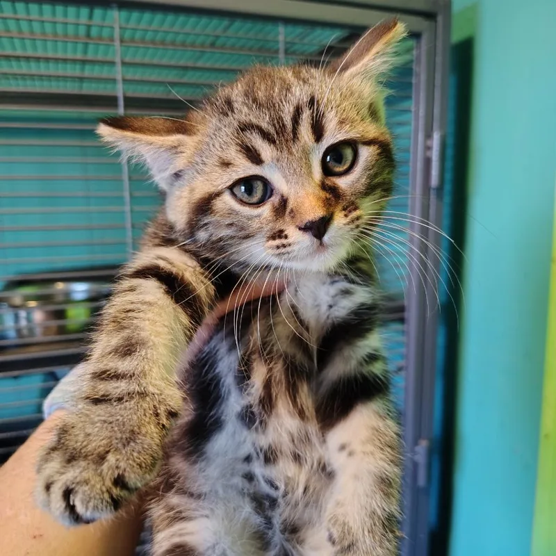 A baby small-sized female Gray / Blue / Silver Domestic Short Hair cat named Ruler for adoption in Osawatomie, KS