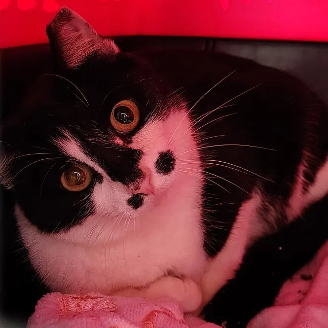 An adult medium-sized female White Domestic Short Hair cat named Oreo for adoption in Titusville, FL