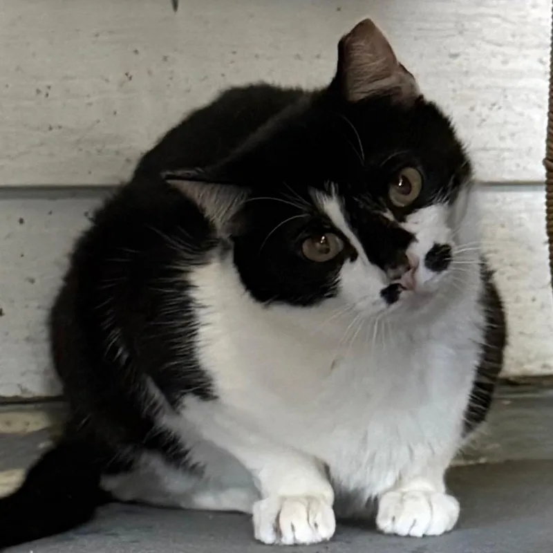 Oreo thumbnail 4