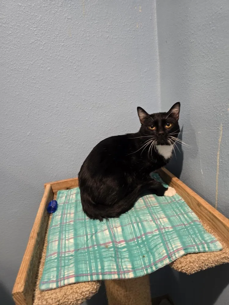 An adult medium-sized male Black & White / Tuxedo Domestic Short Hair cat named Brooks for adoption in Vancouver, WA