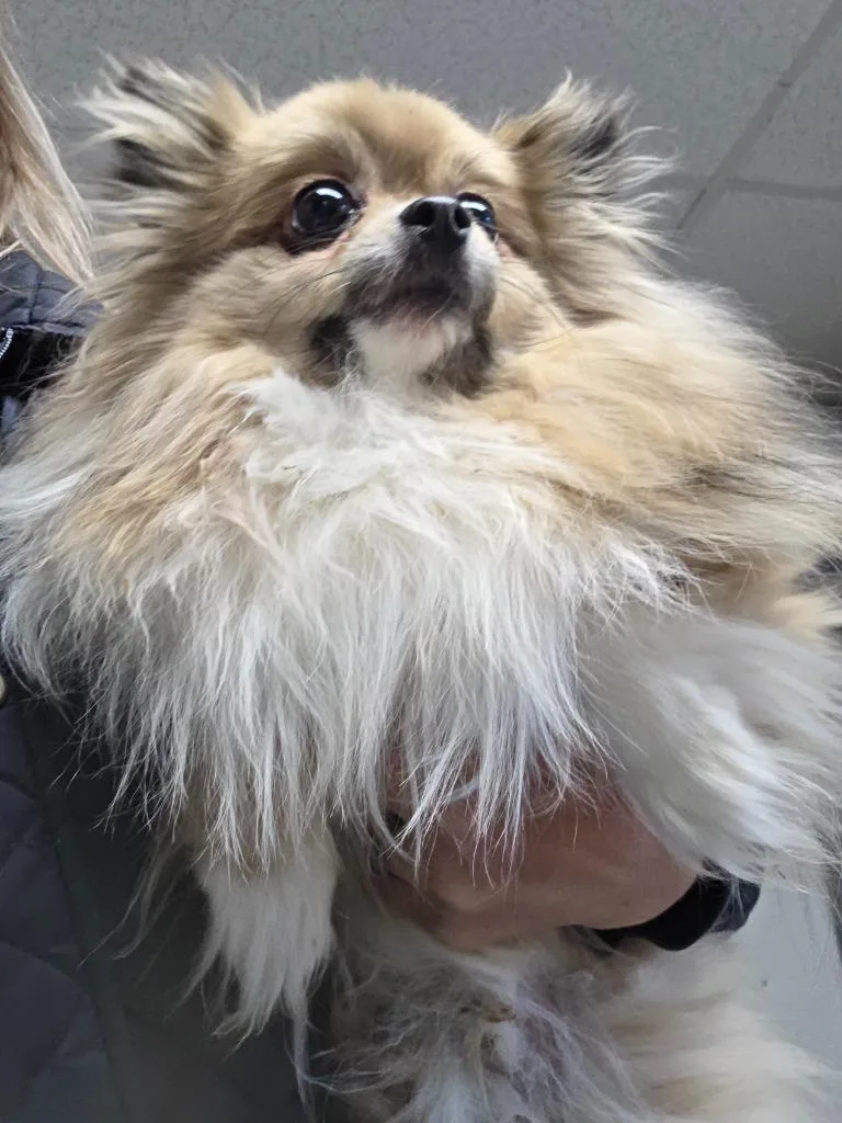 An adult small-sized male Pomeranian dog named Mister  Bubbles for adoption in Lunenburg, VT