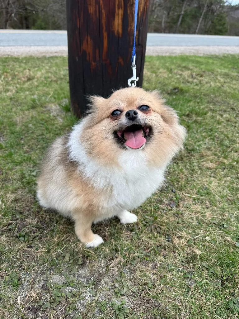 Mister  Bubbles thumbnail 2