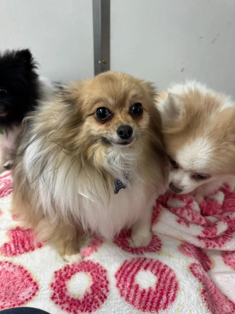 Mister  Bubbles thumbnail 3