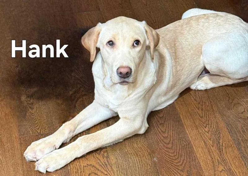 Hank The Tank