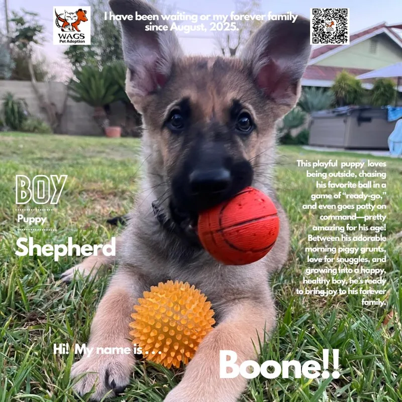 A young small-sized male Yellow / Tan / Blond / Fawn Shepherd dog named Boone for adoption in Westminster, CA