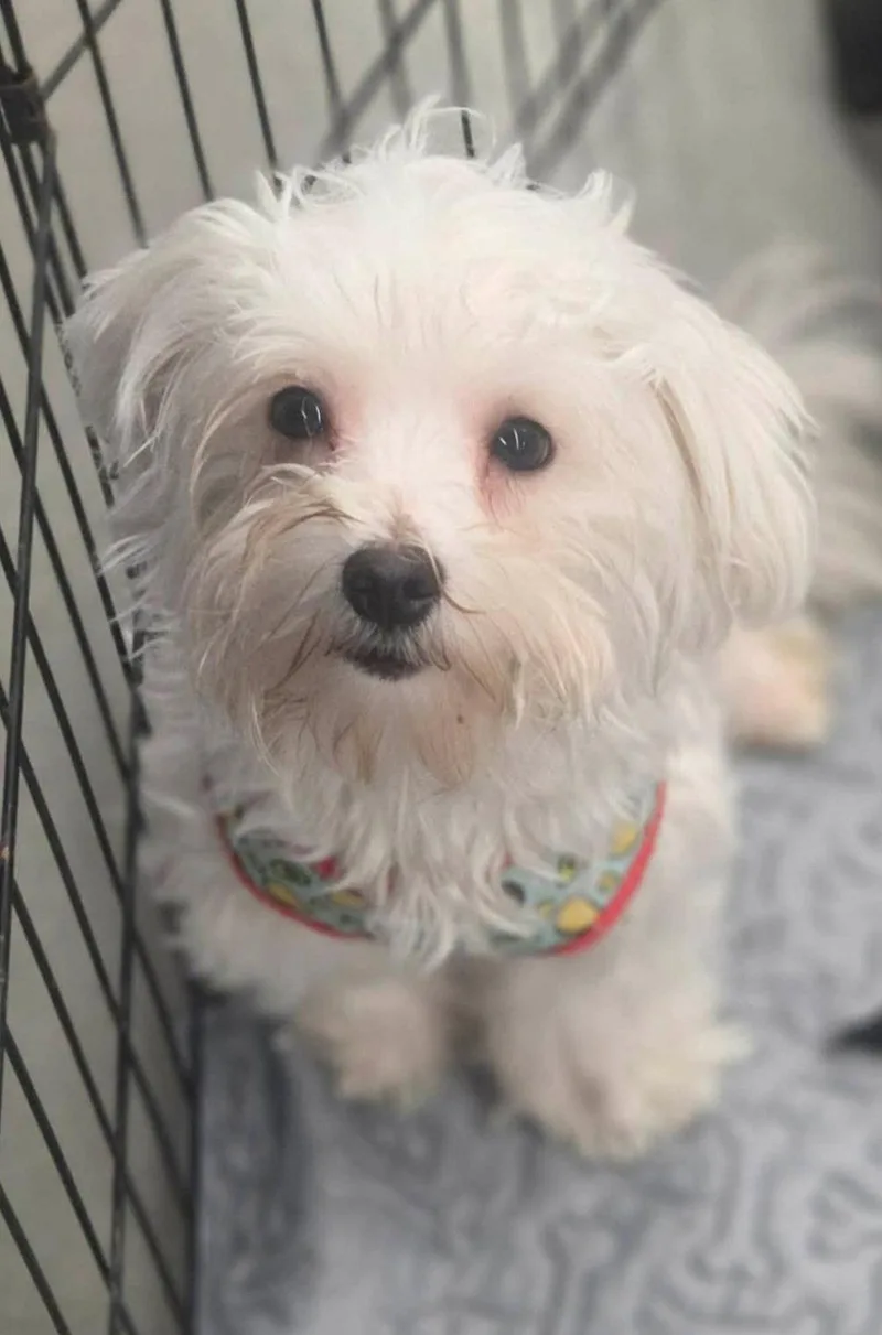 A baby small-sized male Maltese dog named Lyndon for adoption in Sanford, FL