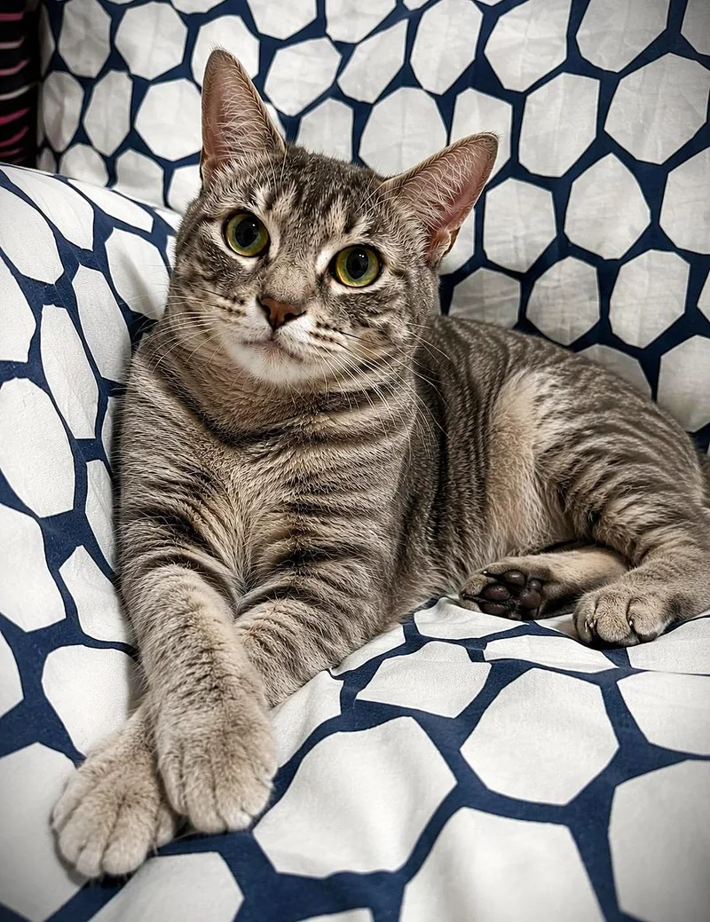 A young medium-sized female Gray / Blue / Silver Domestic Short Hair cat named Clemence for adoption in Brooklyn, NY