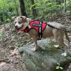 An adult large-sized female Yellow / Tan / Blond / Fawn Pit Bull Terrier dog named Chicka for adoption in Charleston, WV