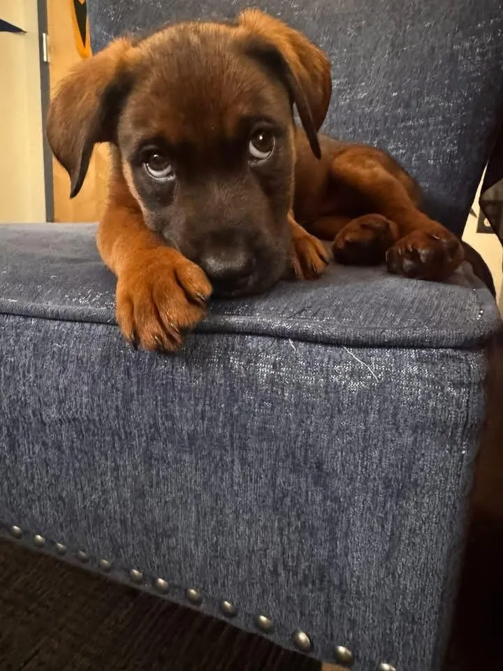 A baby large-sized male Shepherd dog named Bruce for adoption in Berlin, NJ