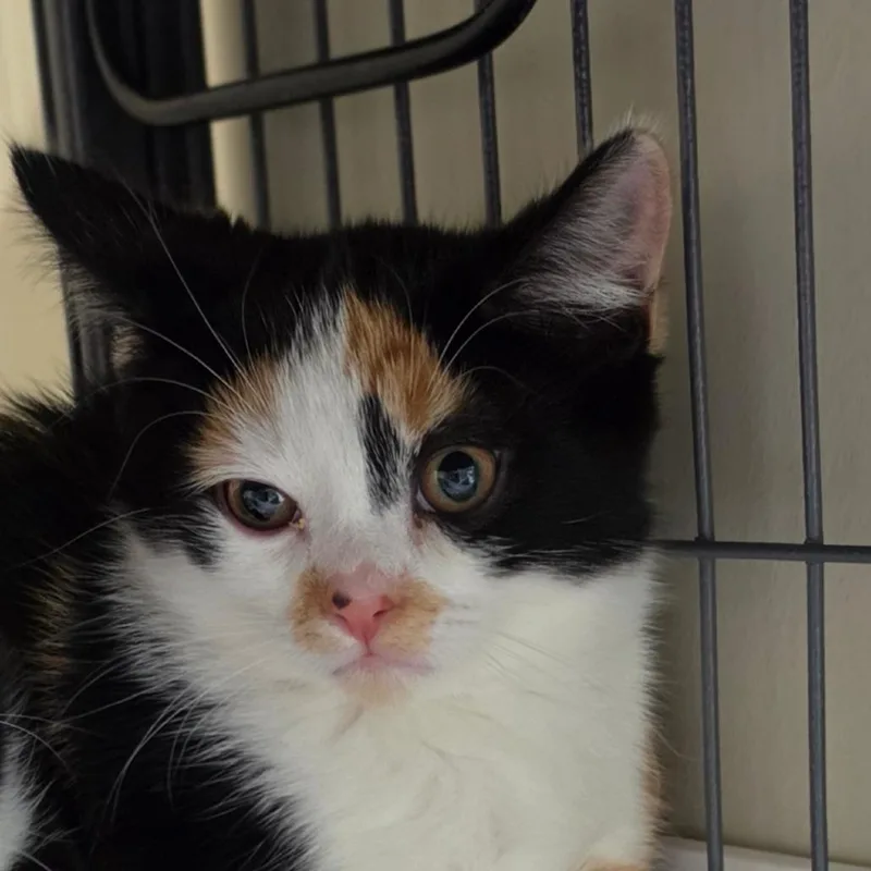 A baby small-sized female Calico Domestic Short Hair cat named Galette for adoption in Muncie, IN
