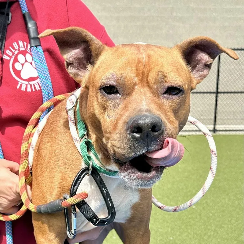 An adult medium-sized male Yellow / Tan / Blond / Fawn Mixed Breed dog named Billywig for adoption in Greensboro, NC