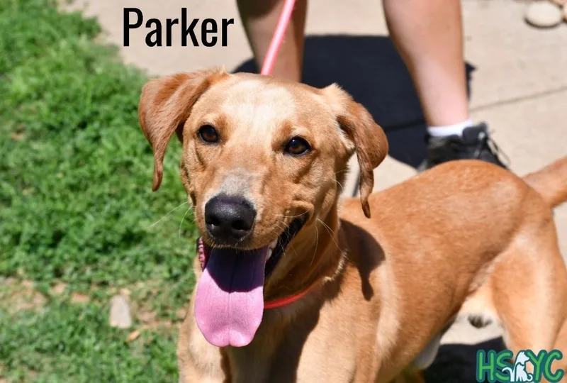 Parker thumbnail 2