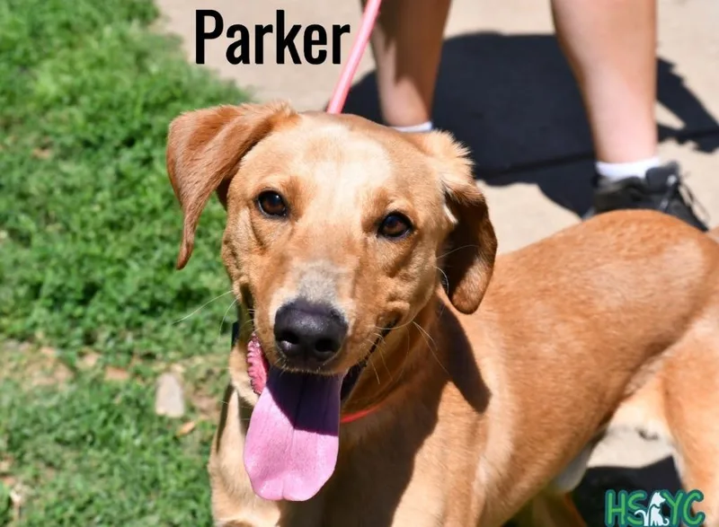 Parker thumbnail 3