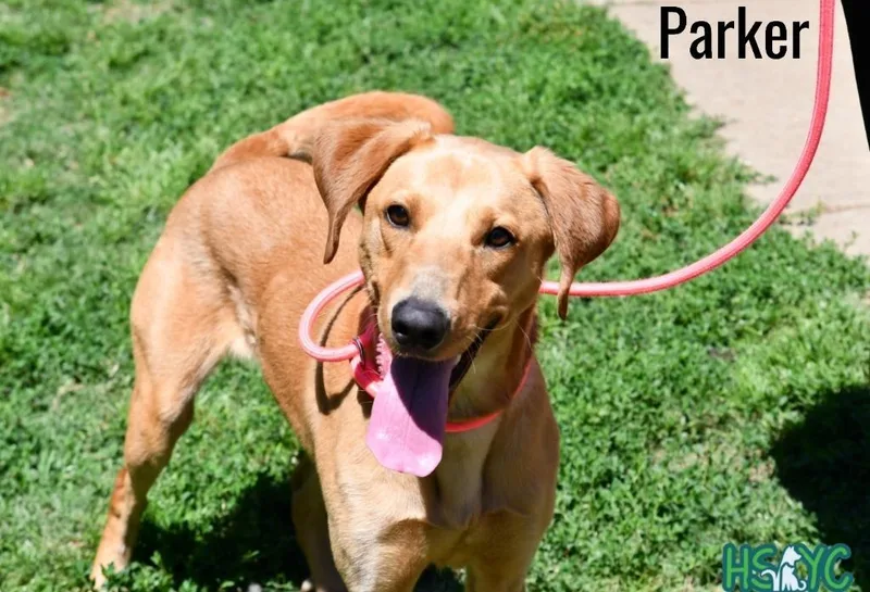 Parker thumbnail 4