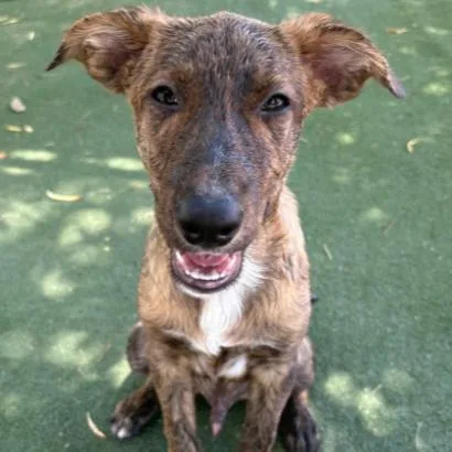 A baby small-sized male Brown / Chocolate German Shepherd Dog dog named Bowser for adoption in Hawthorne, CA