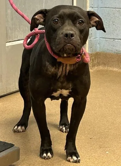 An adult large-sized female Mixed Breed dog named Fluttershy for adoption in Chamblee, GA