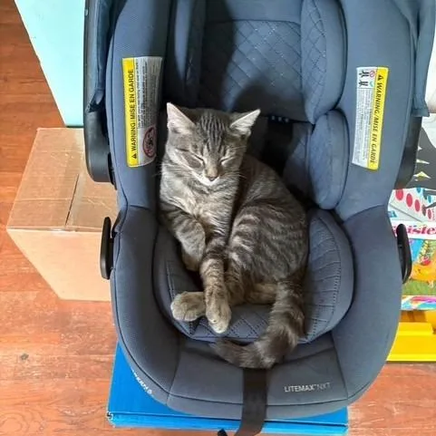 A baby small-sized male Gray / Blue / Silver Domestic Short Hair cat named Gary for adoption in Melbourne, KY