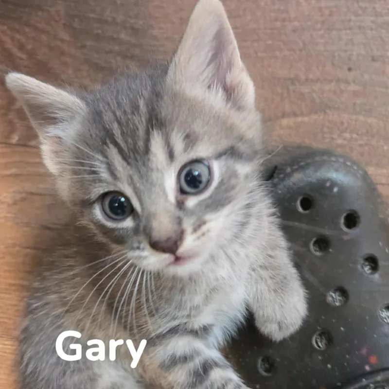 Gary thumbnail 2