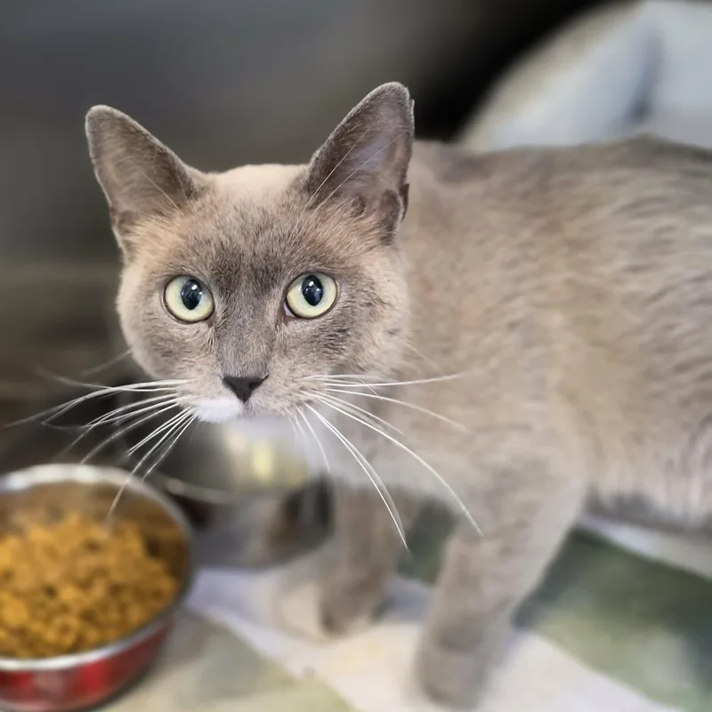 An adult medium-sized female Gray / Blue / Silver Domestic Short Hair cat named Persephone for adoption in Grants Pass, OR
