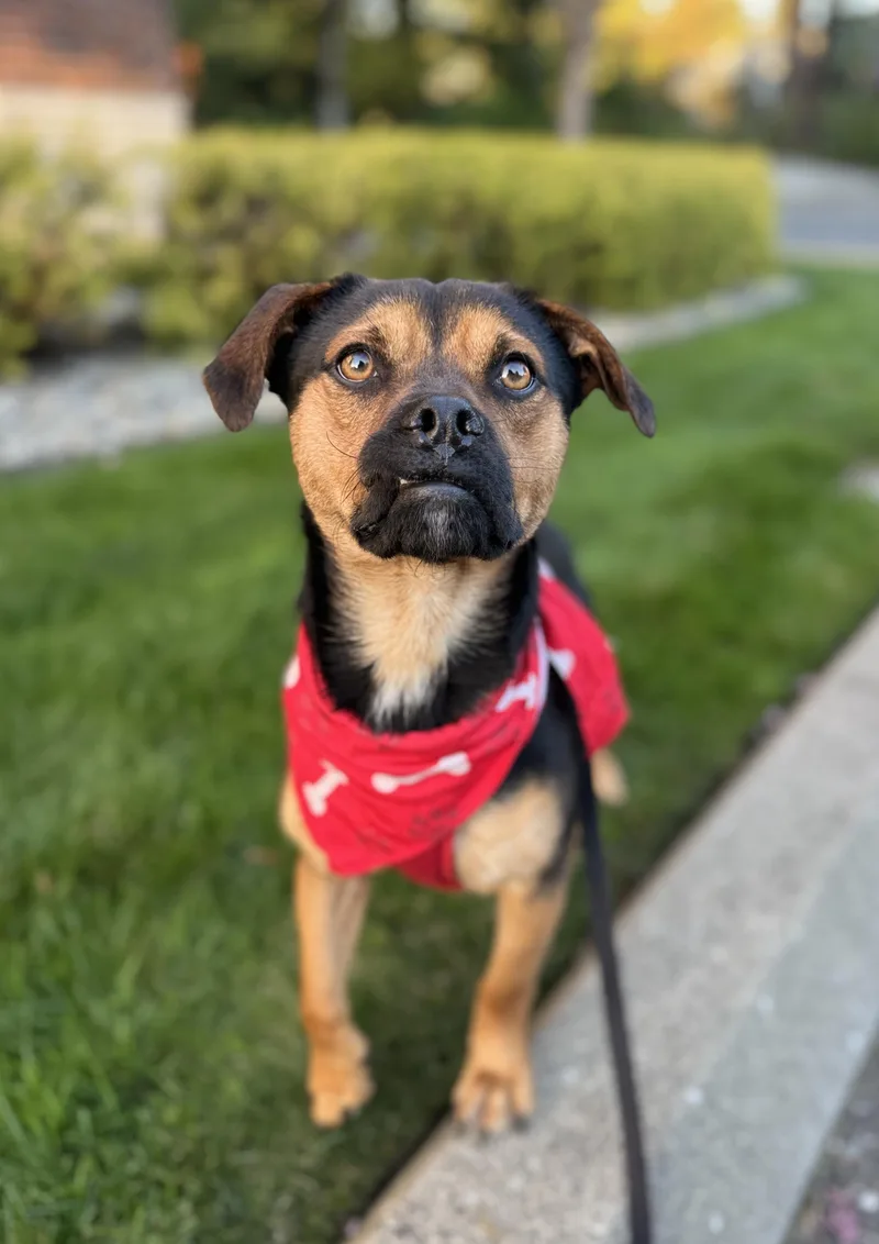 An adult medium-sized male Bicolor Dachshund dog named Pippin for adoption in lynnwood , WA