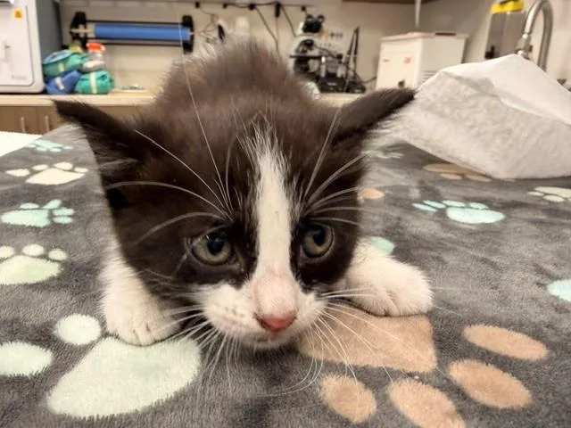 A baby small-sized female Domestic Medium Hair cat named Lucy for adoption in Baytown, TX