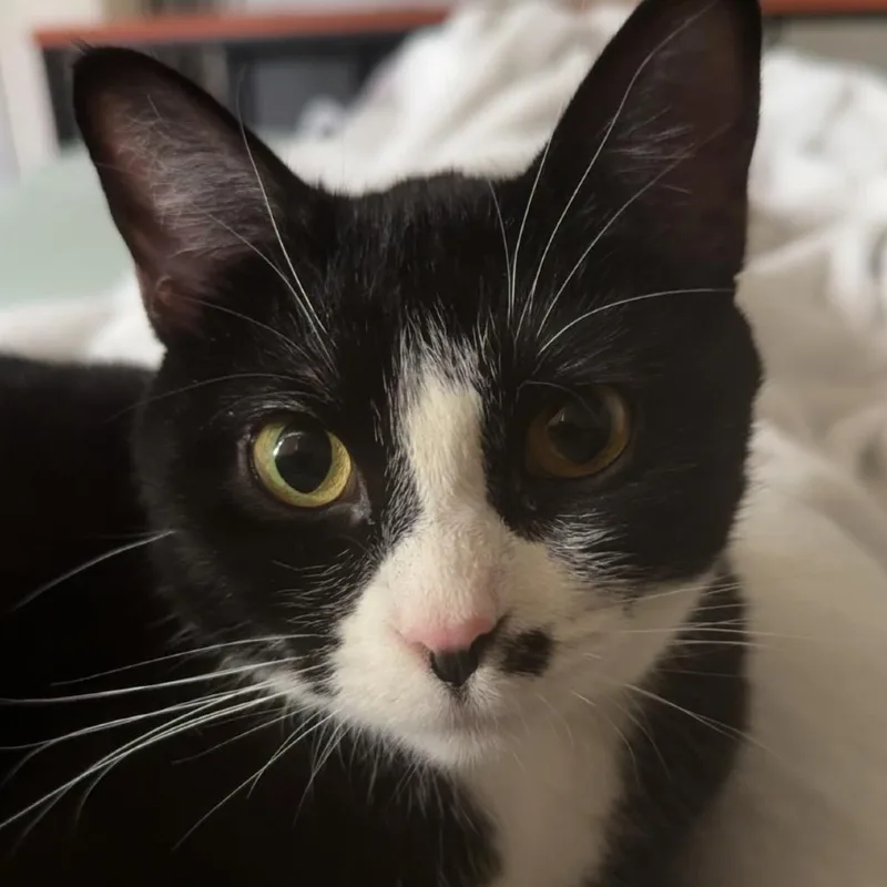 A young medium-sized female Black Domestic Short Hair cat named Rosalie for adoption in Chillicothe, IL