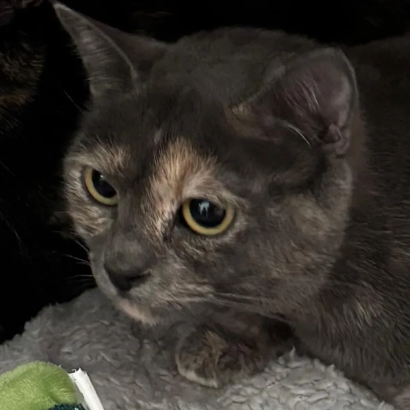 An adult medium-sized female Gray / Blue / Silver Domestic Short Hair cat named Nike for adoption in Lakewood, CO
