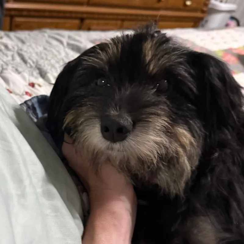 Brynn thumbnail 5
