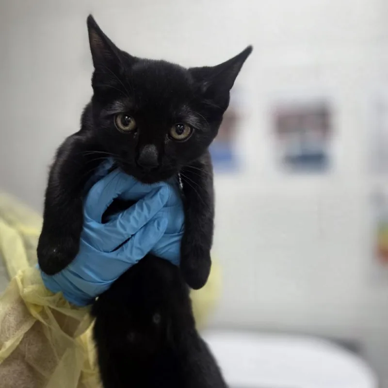 A baby small-sized male Black Domestic Short Hair cat named Canadian Bacon for adoption in Incline Village, NV