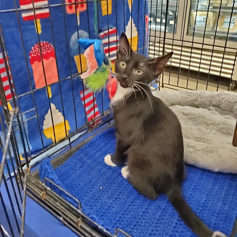 A baby small-sized male Extra-Toes Cat / Hemingway Polydactyl cat named Spatz polydactyl for adoption in Dallas, TX
