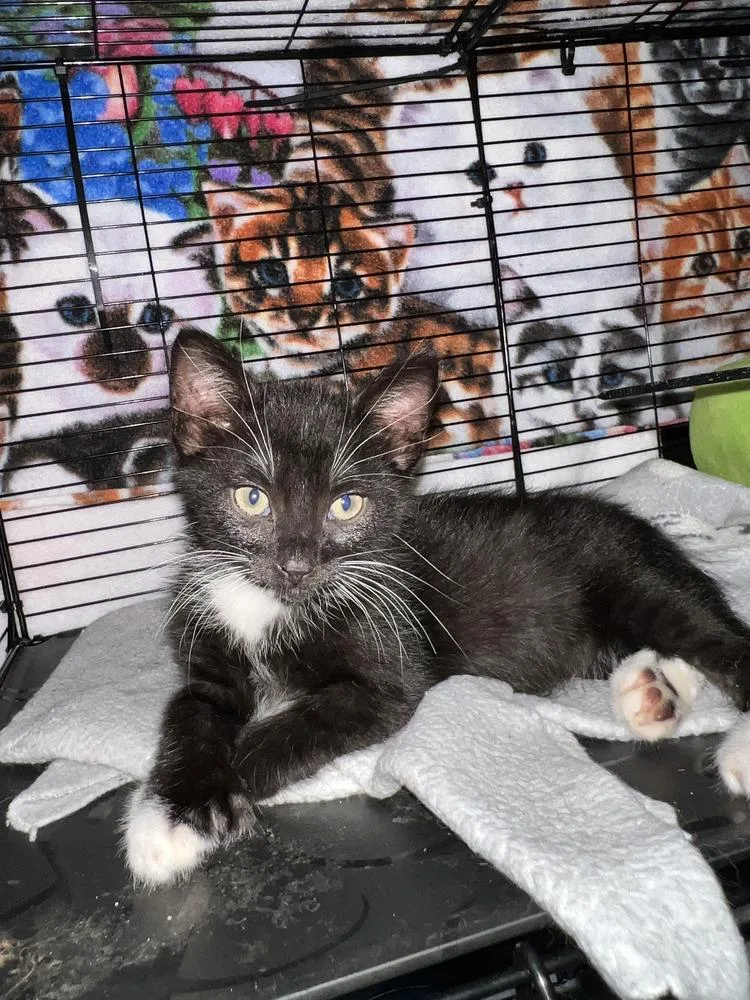 Spatz  polydactyl thumbnail 2