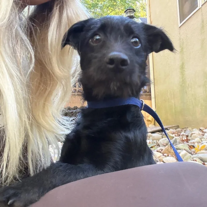 A baby medium-sized male Poodle dog named Leonard for adoption in West Chester, PA