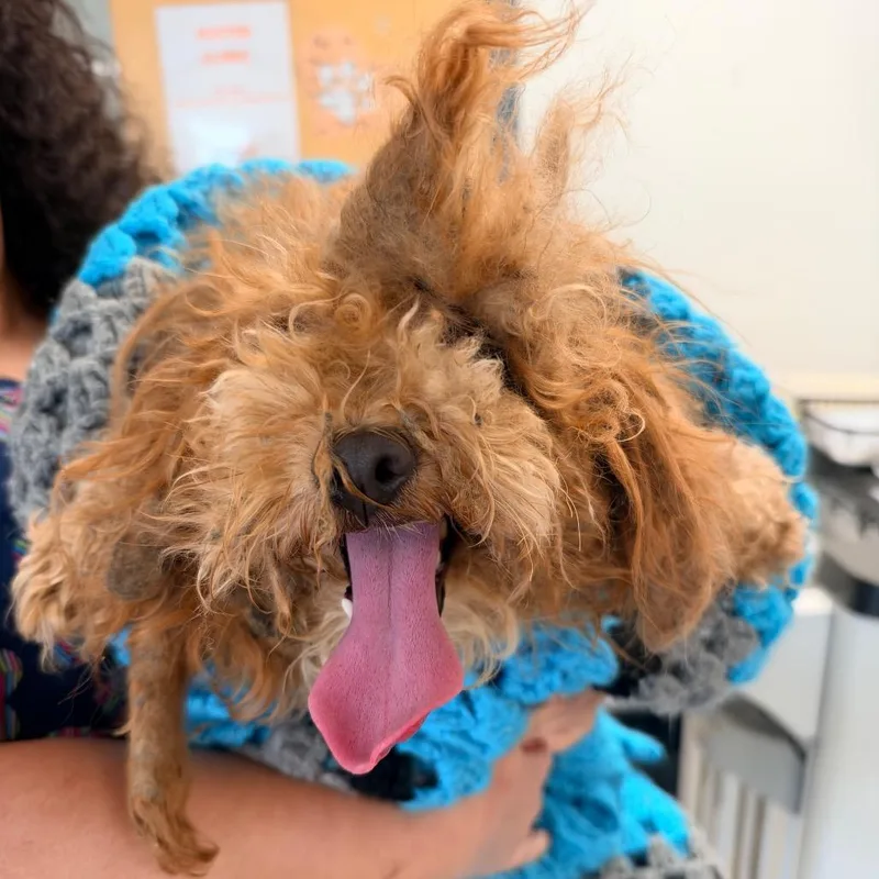 An adult small-sized female Yellow / Tan / Blond / Fawn Mixed Breed dog named Chalupa for adoption in West Chester, PA