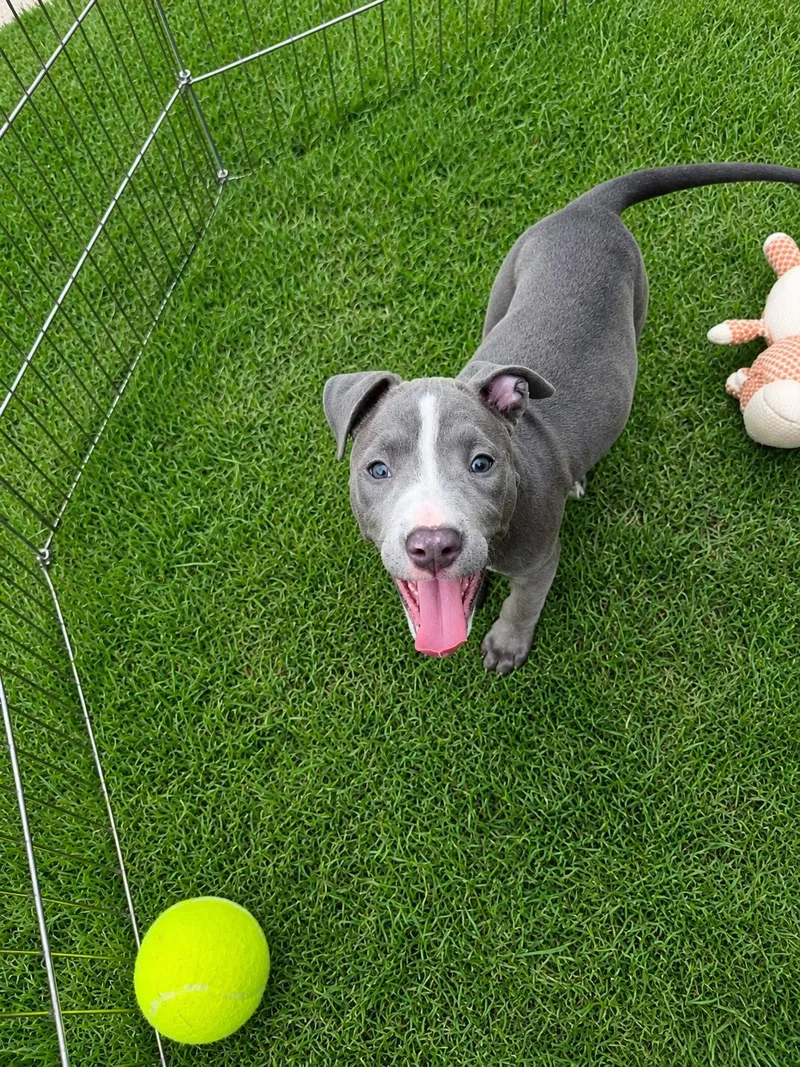 A baby large-sized female Pit Bull Terrier dog named Hera for adoption in McKinney, TX