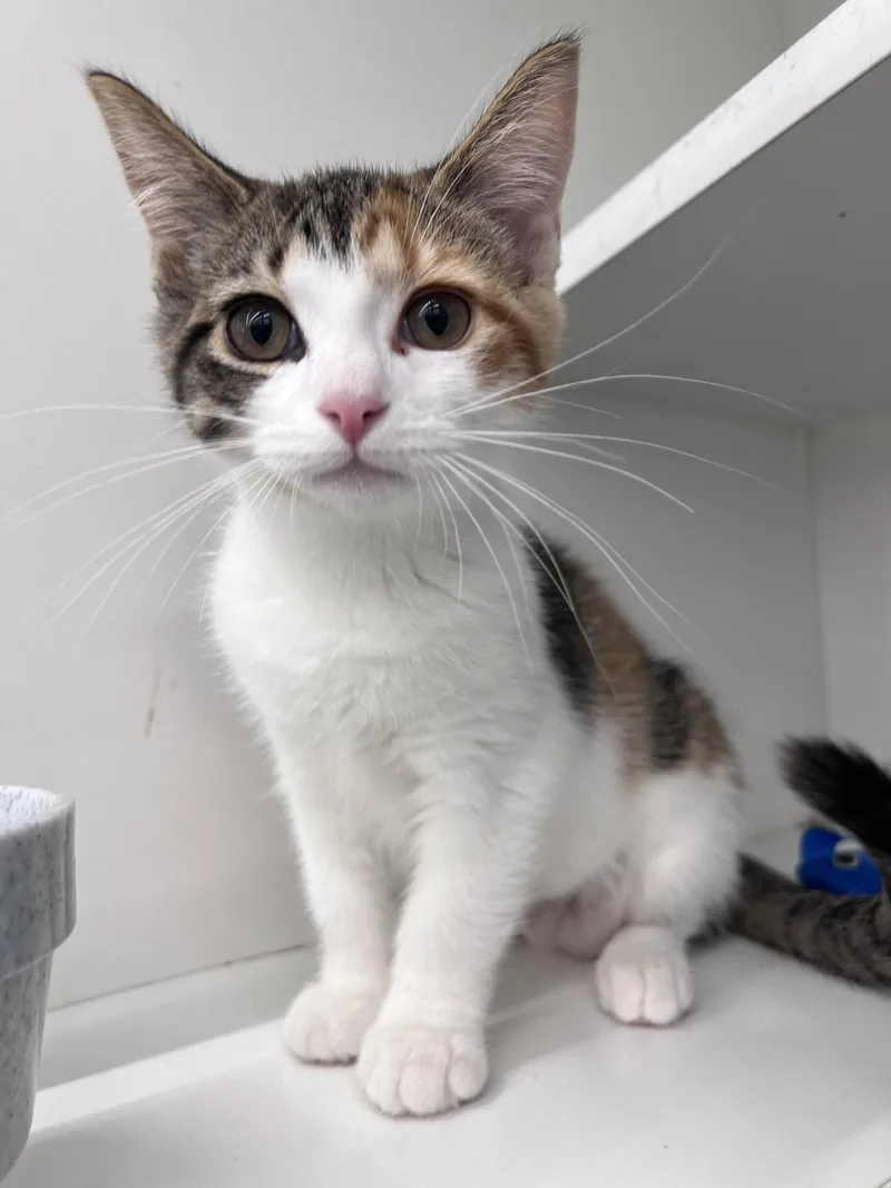A young medium-sized female Domestic Short Hair cat named Penny for adoption in Spring Lake, NJ