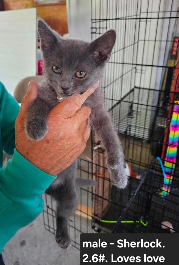 A baby medium-sized male Domestic Short Hair cat named Sherlock for adoption in Cloquet, MN