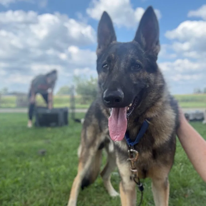 Shep