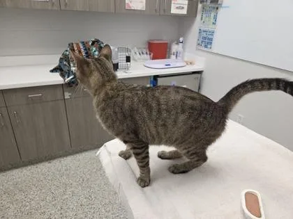An adult medium-sized female Brown / Chocolate Domestic Short Hair cat named Sunnyside for adoption in Kansas City, MO