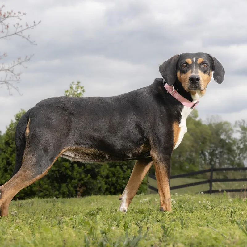 An adult medium-sized female Black Mixed Breed dog named Trixie for adoption in Franklin, TN