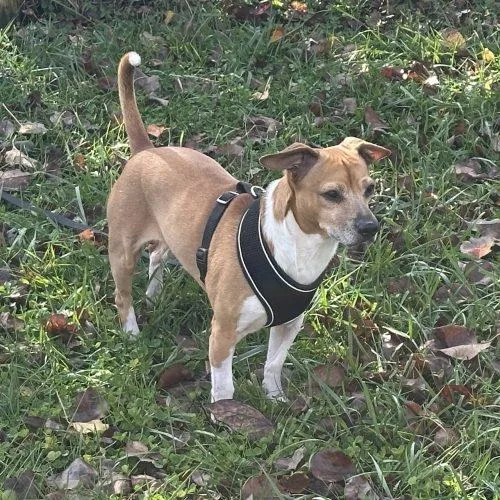 An adult small-sized male Brown / Chocolate Chihuahua dog named Scooter D for adoption in Frankfort, KY