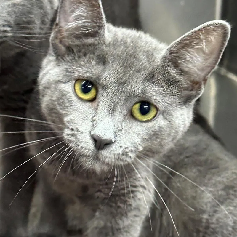 A baby small-sized female Domestic Short Hair cat named Prize for adoption in Coos Bay, OR