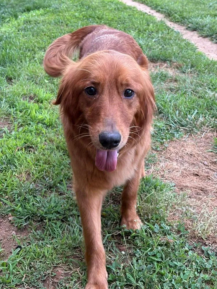 An adult medium-sized female Red / Chestnut / Orange Golden Retriever dog named Cedar for adoption in Middletown, CT