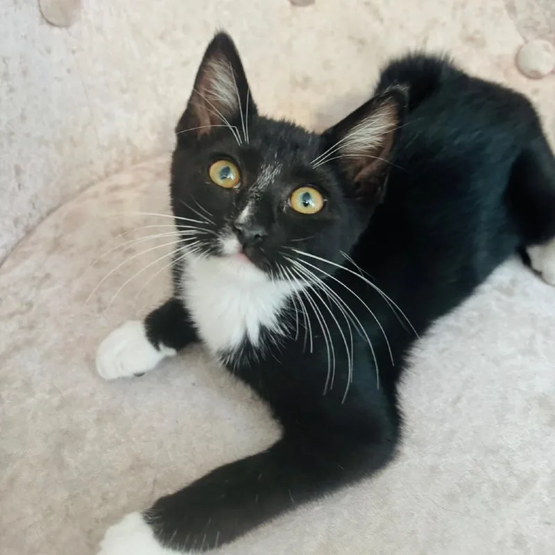 A baby small-sized female Black Domestic Short Hair cat named Dulcinea for adoption in Long Beach, CA