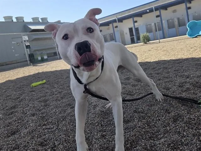 A young large-sized male Pit Bull Terrier dog named Binky for adoption in Mesa, AZ
