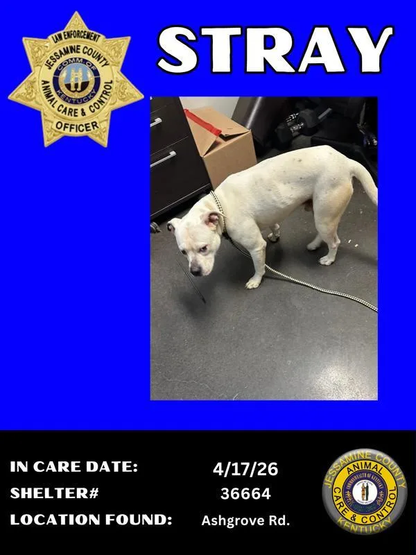 An adult medium-sized male Pit Bull Terrier dog named Winston for adoption in Nicholasville, KY
