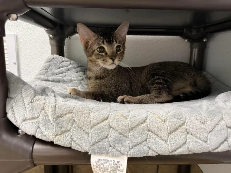 A baby medium-sized male Tabby (Brown / Chocolate) Domestic Short Hair cat named Wilbur for adoption in Canon City, CO