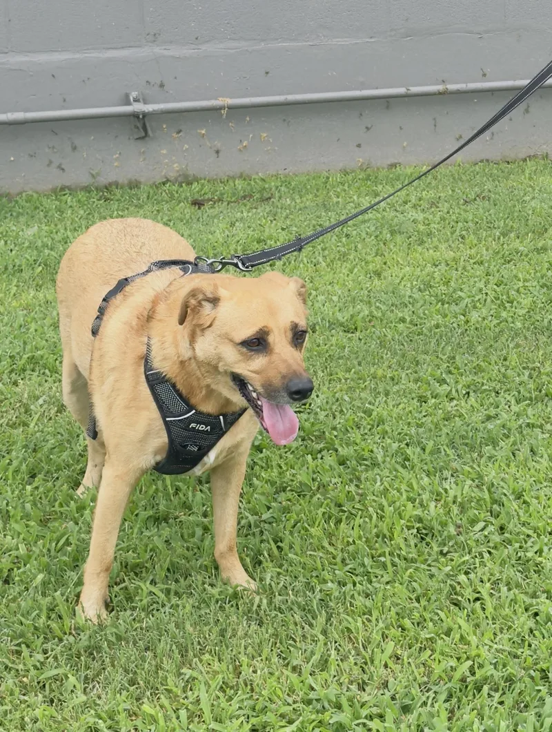 An adult large-sized female Brown / Chocolate Mixed Breed dog named Clarice for adoption in Woodlawn, TN