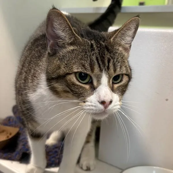 An adult small-sized female Domestic Short Hair cat named Uno for adoption in Des Moines, IA