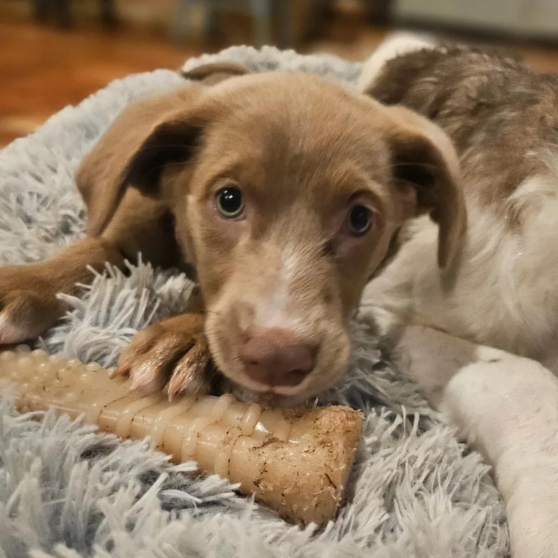 A baby medium-sized female Yellow / Tan / Blond / Fawn Chocolate Labrador Retriever dog named Annie for adoption in Sarasota, FL