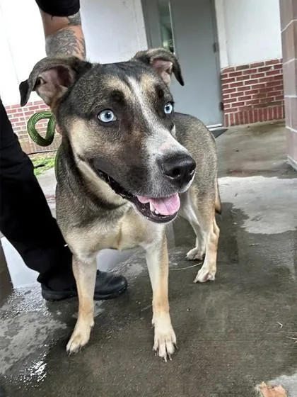 An adult medium-sized female Mixed Breed dog named Franny for adoption in Savannah, GA